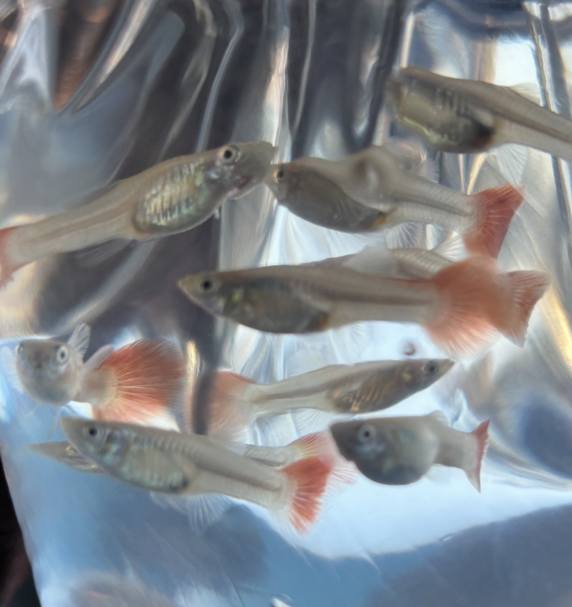 Guppy red tail female